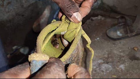 ഷൂവിനുളളില്‍ പതുങ്ങി മൂര്‍ഖന്‍ കുഞ്ഞ്; രക്ഷകനായി വാവ ( വീഡിയോ)