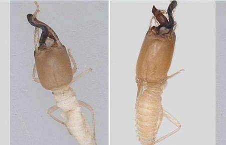 'ദിനേശന്‍', 'മണികണ്ഠന്‍'; ഇടുക്കി മല നിരകളിൽ നിന്ന് പുതിയ രണ്ട് ചിതലുകൾ