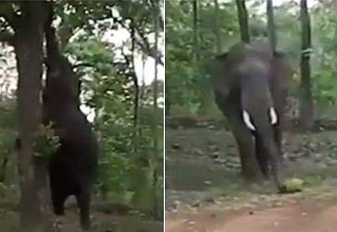 'ചക്കപ്പഴം എന്നും ഒരു വീക്‌നെസാണ്'; ചക്കക്കൊതിയനായ കാട്ടു കൊമ്പന്റെ വിക്രിയ; ബുദ്ധിമാനെന്ന് സോഷ്യല്‍ മീഡിയ (വീഡിയോ)