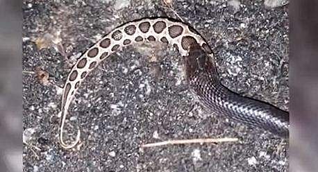 വിടുമെന്ന് കരുതേണ്ട!; അണലിയെ വിഴുങ്ങി എട്ടടിവീരന്‍ ( വീഡിയോ)