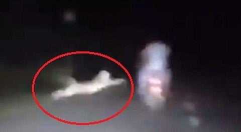 ബൈക്ക് യാത്രക്കാര്‍ക്ക് നേരെ കുതിച്ചുച്ചാടി പുളളിപ്പുലി, അത്ഭുത രക്ഷപ്പെടല്‍; നടുക്കുന്ന വീഡിയോ