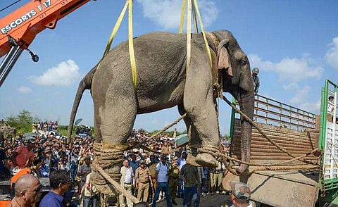 അഞ്ച് പേരെ കൊലപ്പെടുത്തിയ 'ബിന്‍ ലാദന്‍' ചരിഞ്ഞു; ബിജെപി എംഎല്‍എക്കെതിരെ ആക്ടിവിസ്റ്റുകൾ രം​ഗത്ത്  