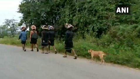കാല്‍നടയായി സഞ്ചരിക്കുന്ന അയ്യപ്പഭക്ത സംഘത്തെ വിടാതെ പിന്തുടര്‍ന്ന് തെരുവുനായ, അതും 480 കിലോമീറ്റര്‍; പുതിയ അനുഭവമെന്ന് ഭക്തന്‍( വീഡിയോ)