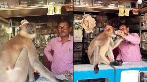 മുറിവിൽ മരുന്ന് വയ്ക്കാൻ മെഡിക്കൽ ഷോപ്പിലെത്തി കുരങ്ങൻ! മരുന്നുവച്ച്, ​ഗുളിക കഴിച്ച് മടക്കം (വീഡിയോ)