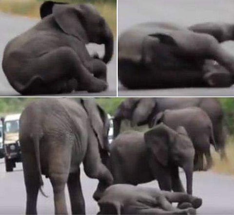 കരുതലിന്റെ പാഠങ്ങള്‍ ഈ ആനക്കൂട്ടം പഠിപ്പിക്കും; കുടുംബ ബന്ധങ്ങളുടെ മഹത്വം നമുക്ക് മാത്രമല്ല പറയാനുള്ളത് (വീഡിയോ)