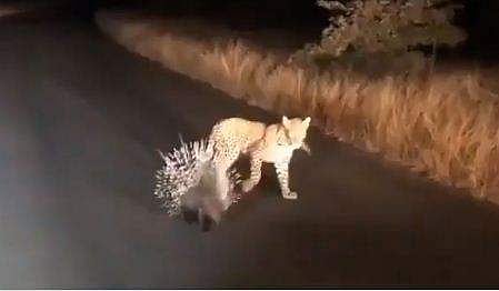 ഇത്തവണ പുളളിപ്പുലി തോറ്റു!; മുഖം മുഴുവന്‍ കുത്തി കയറി  മുളളുകള്‍, പാഠം പഠിപ്പിച്ച് മുളളന്‍ പന്നി (വീഡിയോ)