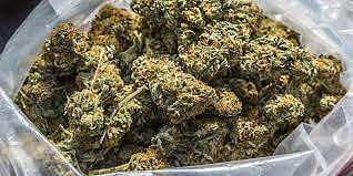 കഞ്ചാവ്, ഒരു പൊതിക്ക് വില 200 രൂപ!; ഇടുക്കിയിൽ വൃദ്ധദമ്പതികൾ പിടിയിൽ 