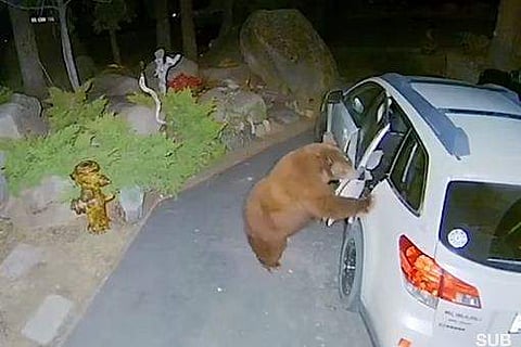 സ്വന്തം വണ്ടിയാണെന്നത് പോലെയാണ് അഹങ്കാരം!; കാറിന്റെ ഡോര്‍ തുറന്നു, അകത്തു കയറി പരിശോധന നടത്തി കരടി; അമ്പരന്ന് വീട്ടുകാര്‍ (വീഡിയോ)