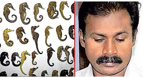 ഉണക്കിയ 49 കടൽക്കുതിരകളുമായി  വിൽപനയ്ക്ക് എത്തി; യുവാവ് ഫ്ലയിങ് സ്ക്വാഡിന്റെ പിടിയിൽ