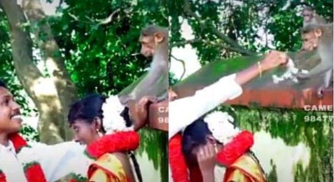 കല്യാണപ്പെണ്ണിന്റെ തലയിലെ മുല്ലപ്പൂ പറിച്ചെടുക്കുന്ന കുരങ്ങന്‍; വൈറലായി വെഡ്ഡിങ് ഷൂട്ട് വിഡിയോ