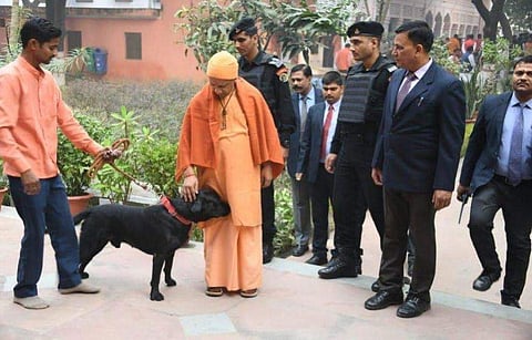 പൂര്‍ണ സസ്യാഹാരി, ഭക്ഷണം റൊട്ടിയും പനീറും പാലും; സോഷ്യല്‍മീഡിയയില്‍ താരമായി യോഗിയുടെ 'കാലു'
