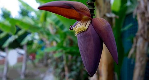 വാഴക്കൂമ്പ് ചില്ലറക്കാരനല്ല; പ്രമേഹത്തെ പമ്പ കടത്താം!