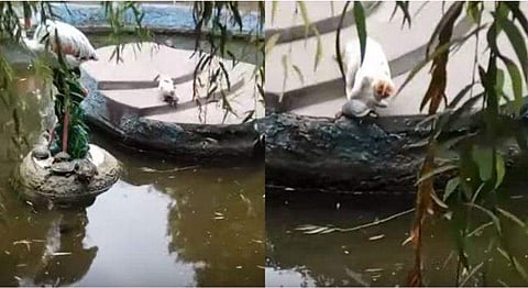 'ഇവിടെയല്ല, വെള്ളത്തിൽ പോയി കിടക്കെടാ...' ; കരയിലിരുന്ന ആമയെ വെള്ളത്തിലേക്ക് തള്ളിയിട്ട് പൂച്ച, വീഡിയോ വൈറൽ