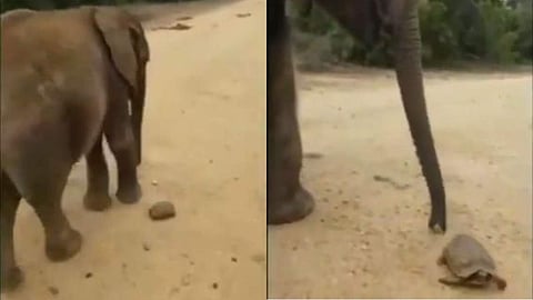 'കണ്ടുപഠിക്കണം ഈ സഹജീവി സ്‌നേഹം'; ആമയ്ക്ക് അപകട സൂചന നല്‍കി കുട്ടിയാന ( വീഡിയോ)