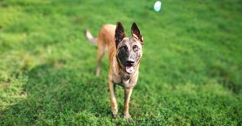 ബാഗ്ദാദിയെ വേട്ടയാടിയ നായ്ക്കളെ വാങ്ങാനൊരുങ്ങി കേരള പൊലീസ്; ലക്ഷ്യം മാവോയിസ്റ്റ് വേട്ട ഉള്‍പ്പെടെ