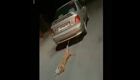 അതിരുവിട്ട ക്രൂരത!; ഓടിക്കൊണ്ടിരിക്കുന്ന കാറിന്റെ പിന്നില്‍ നായയെ കെട്ടിയിട്ട് റോഡിലൂടെ വലിച്ചിഴച്ചു; ( വീഡിയോ) 