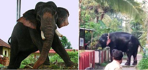 നാട്ടുകാരെ മുള്‍മുനയില്‍ നിര്‍ത്തിയത് മണിക്കൂറുകള്‍; ഒടുവില്‍ മനോജിന് മുന്നില്‍ കൊമ്പുകുത്തി 'ശിവന്‍'