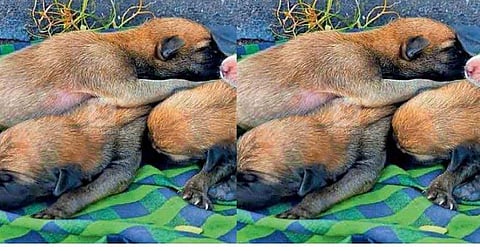 പിറന്നു വീണ് നിമിഷങ്ങൾക്കകം  അമ്മയെ പട്ടിപിടുത്തക്കാർ കൊണ്ടുപോയി ; കരളലിയിക്കുന്ന കരച്ചിലുമായി ആറ് കുഞ്ഞുങ്ങൾ ; നൊമ്പരക്കാഴ്ച