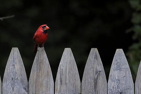 ഏകാന്തതയുടെ അര്‍ത്ഥമറിയാത്ത നമ്മള്‍: കെ അരവിന്ദാക്ഷന്‍ എഴുതുന്നു
