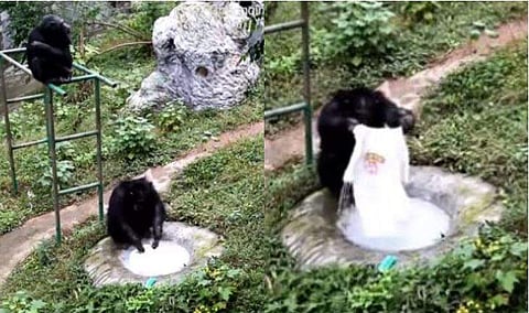 ബ്രഷും സോപ്പും ഉപയോഗിച്ച് തുണി കഴുകുന്ന ചിമ്പാന്‍സി; 'ഇങ്ങനെയൊന്നിനെ കിട്ടിയാന്‍ കൊള്ളാമായിരുന്നു!'; വിഡിയോ