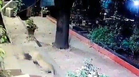 നായയെ കടിച്ചുപിടിച്ച് വീടിന്റെ മുറ്റത്ത്, ശബ്ദം കേട്ട് ഇരയെ ഉപേക്ഷിച്ച് പുലിയുടെ തിരിഞ്ഞോട്ടം, പിന്നാലെ പാഞ്ഞ് നായയും ( വീഡിയോ)