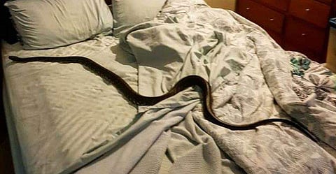 കിടക്കാനെത്തിയ യുവതി ഞെട്ടി; കിടക്കയില്‍ കൂറ്റന്‍ പാമ്പ്