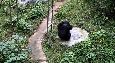 സോപ്പും ബ്രഷും ഉപയോഗിച്ച് തുണി അലക്കി ചിമ്പാന്‍സി: (വൈറല്‍ വീഡിയോ)