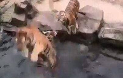 30 അടി മുകളില്‍ ഇര, ചാടി പിടിക്കാന്‍ മത്സരിച്ച് കടുവകള്‍; അത്ഭുതം ഈ വീഡിയോ 