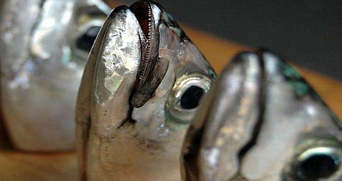 ഗുജറാത്തിൽ നിന്നും പഴകിയ മീൻ കേരളത്തിലേക്ക്; 10 ടൺ മത്സ്യം ഭക്ഷ്യ സുരക്ഷാ വിഭാഗം പിടികൂടി നശിപ്പിച്ചു