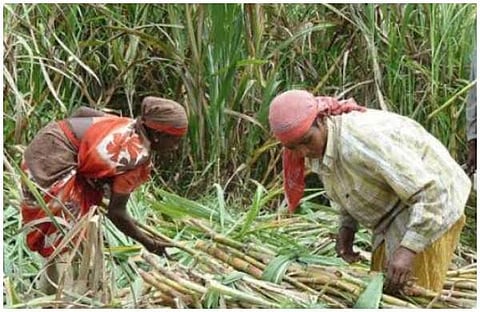 ആര്‍ത്തവ ദിവസങ്ങളില്‍ ശമ്പളം നഷ്ടമാകുന്നു; ഗര്‍ഭപാത്രം നീക്കം ചെയ്തത് 30,000 സ്ത്രീകള്‍, കരിമ്പ് പാടങ്ങളിലെ തൊഴിലാളികളുടെ ദുരവസ്ഥ തുറന്നുകാട്ടി മുഖ്യമന്ത്രിക്ക് കത്ത്
