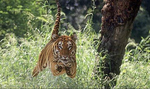 ഒരു നിമിഷം പാളിയെങ്കില്‍ കളി മാറിയേനെ!; സഞ്ചാരികളുടെ വാഹനത്തെ പിന്തുടര്‍ന്ന് കടുവ ( വീഡിയോ) 