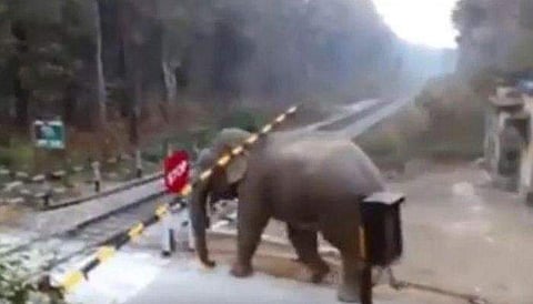 ഒരു നിമിഷം ആലോചിച്ചു, പിന്നെ പുറത്തെടുത്ത് വച്ചു; ലെവല്‍ ക്രോസ് മറികടക്കുന്ന ആനയുടെ 'ബുദ്ധി' ( വീഡിയോ)