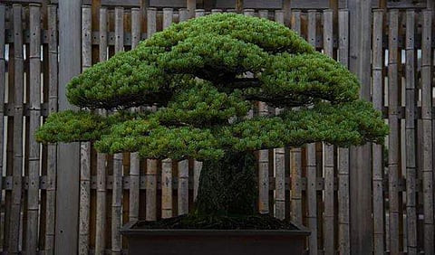 400 വയസായ ബോണ്‍സായി മുത്തശ്ശിയെ കള്ളന്‍ കൊണ്ടുപോയി; നന്നായി നോക്കണമെന്ന് ആവശ്യപ്പെട്ട് ഉടമസ്ഥരുടെ ഫേയ്‌സ്ബുക് പോസ്റ്റ്