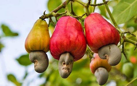  വലിച്ചെറിയേണ്ട, കശുമാങ്ങയുടെ തലേവര മാറുന്നു; സോഡയുമായി കശുവണ്ടി  വികസന കോർപറേഷൻ