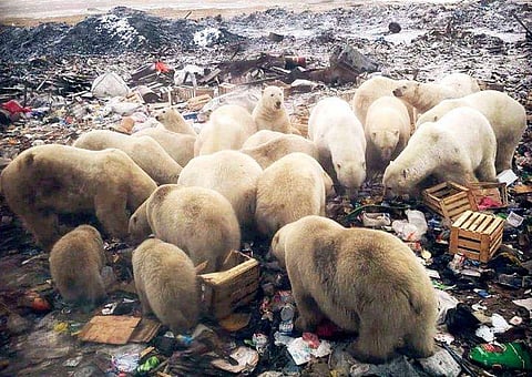 നഗരം ഹിമക്കരടികള്‍ കീഴടക്കി; അടിയന്തരാവസ്ഥ പ്രഖ്യാപിച്ച് സര്‍ക്കാര്‍ (വീഡിയോ)