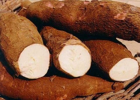 വെറും കപ്പയല്ല, പൊന്നും വിലയുളള കപ്പ; ആമസോണിൽ മലയാളികളുടെ സ്വന്തം കപ്പയ്ക്ക് വില 429 രൂപ 