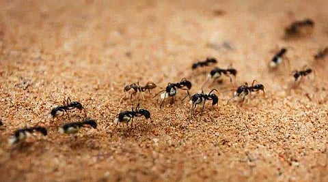 70 വയസുള്ള കാൻസർ രോ​ഗിയുടെ തുന്നിക്കെട്ടിയ മുറിവിൽ ജീവനുള്ള ഉറുമ്പുകൾ!