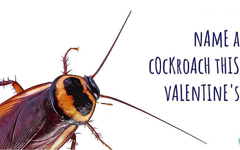 ഇത്തവണ വാലൻ്റൈൻസ് ദിനം വെറൈറ്റി ആവട്ടെ; പാറ്റയ്ക്ക് മുൻകാമുകന്റെ പേരിടാൻ സുവർണ്ണാവസരം 