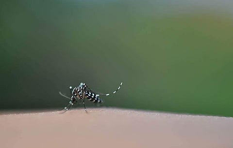 കൊച്ചിയില്‍ കൊതുക് പെരുകും, കാത്തിരിക്കുന്നത് പകര്‍ച്ചവ്യാധികള്‍: പഠനറിപ്പോര്‍ട്ട് പുറത്ത്