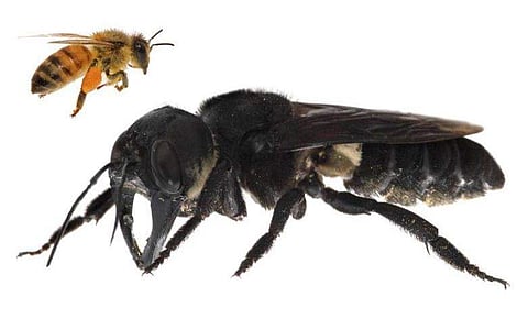 ഇതാ... ലോകത്തിലേക്കും ഭീമന്‍ തേനീച്ച; കണ്ടെത്തിയത് 40 വര്‍ഷങ്ങള്‍ക്ക് ശേഷം