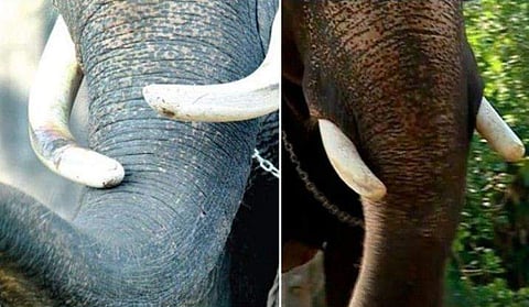 കൊമ്പുകള്‍ തടസമാകില്ല, ഇനി ജയരാജിന് തുമ്പികൈ ഉയര്‍ത്താം; ജീവിതം ദുരിതമാക്കിയ ആ കൊമ്പുകള്‍ മുറിച്ചു