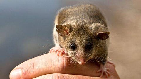 ഇനിയില്ല 'ബ്രാംബിളു'കളെന്ന കുഞ്ഞന്‍ എലികള്‍ ; കാലാവസ്ഥാ വ്യതിയാനത്തില്‍ വംശനാശം സംഭവിച്ച ആദ്യ സസ്തനിയെന്ന് ശാസ്ത്രജ്ഞര്‍