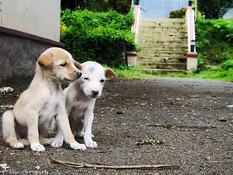 പിറ്റേന്ന് എമിലി എത്തിയത് മൂന്ന് പൊതി ബിരിയാണിയുമായി; മരണത്തെ മുന്നില്‍ കണ്ട പട്ടിക്കുഞ്ഞുങ്ങളെ രക്ഷിച്ച പെണ്‍കുട്ടി