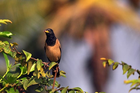 റോസ് മൈന - വെള്ളായണിയില്‍ നിന്ന്