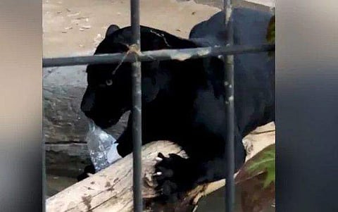 മൃഗശാലയിലെ കൂടിന് മുകളില്‍ കയറി സെല്‍ഫി; യുവതിയെ ജാഗ്വര്‍ പിടിച്ചു