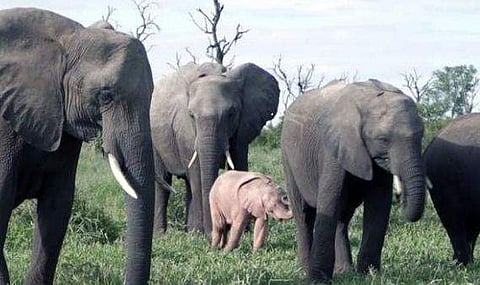 കരിമ്പാറ പോലെ കറുത്തിട്ടല്ല, ഇളം പിങ്ക് നിറത്തില്‍ ഒരാനക്കുട്ടി !! കൗതുകമായി ദൃശ്യങ്ങള്‍