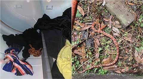 അലക്കിക്കൊണ്ടിരിക്കുമ്പോള്‍ വാഷിങ്‌മെഷീനില്‍ ഉഗ്രവിഷമുള്ള പാമ്പ്: ജീവനും കൊണ്ട് ഓട്ടം, വൈറല്‍