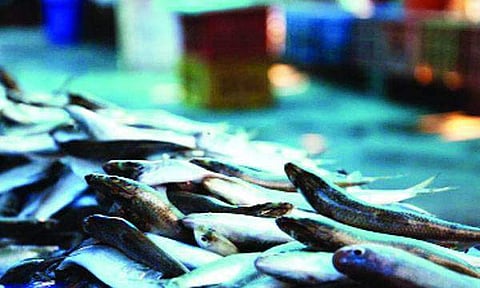 കൊടും ചൂട് കടല്‍ മത്സ്യങ്ങളേയും ബാധിക്കുന്നു; മീനുകള്‍ ആഴക്കടലിലേക്ക്, വിപണിയില്‍ ദിവസങ്ങള്‍ പഴക്കമുള്ള മത്സ്യങ്ങള്‍