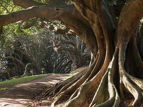 നേരം വെളുത്തപ്പോൾ 100 വർഷം പഴക്കമുള്ള ആൽമരം കാണാനില്ല!