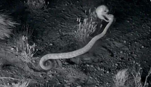 പാമ്പിന്റെ 'കളിയൊന്നും' കങ്കാരു എലികളോട് വേണ്ട, 'തോറ്റുപോകും' ( വീഡിയോ)